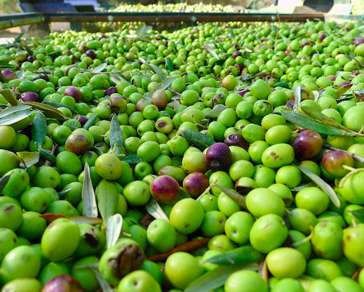 Fresh Harvest · The Crate — Just-picked olives