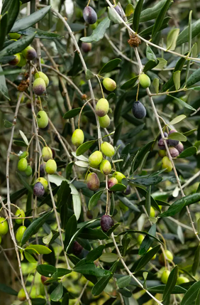Harvest Window · October — Picual & Hojiblanca on the branch