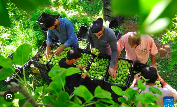Team of pickers sorting limes in the field