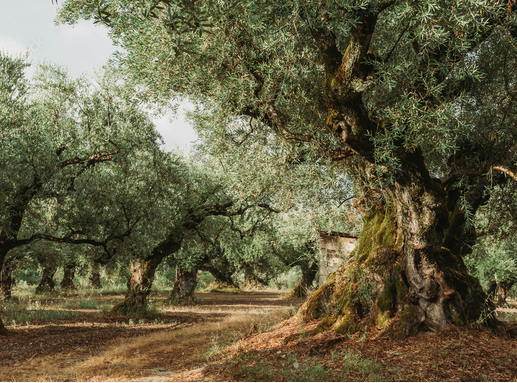 Heritage Grove · Jaén — Centenary olive trees
