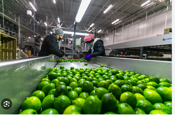 Cold-chain lime processing and inspection line