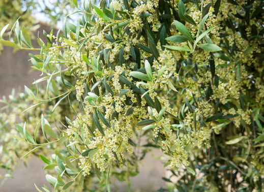 Spring Bloom · Córdoba — Olive flowering season